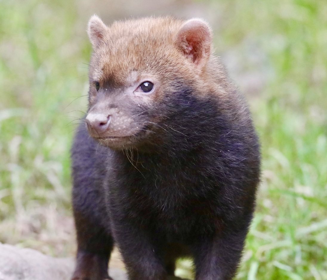 uk_zoo's tweet photo. Bush Dog pups at @exmoorzoo . For more images check out https://t.co/OVaUag1Yf9. 

#bushdogs #exmoorzoo #zoophotos #zootrips #zooanimals #babyanimals https://t.co/6nhb8dA8bo