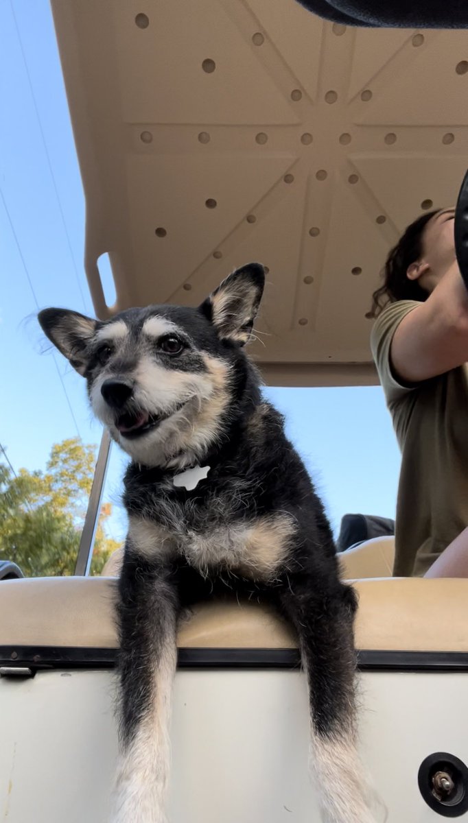 Took Bella on a golf cart ride today and just LOOK at the way she sits