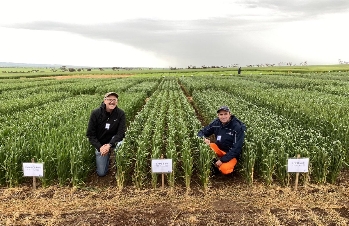 Great to see the awnless/milling quality LRPB Bale and Dual at Clare SA at @HartFieldDay. Excellent public-private collaboration with @CSIRO, @BreedersPlant and Mick Faulkner in delivering cereal options (here quality wheaten hay/herbicide mgt options) for frost-prone areas.