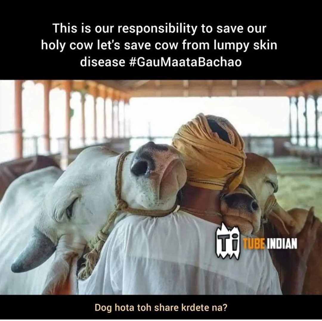 PradeepSaripal3's tweet photo. Over 67,000 cows died so far from lumpy skin disease in India.
Farmers are losing their livestock. This disease is spreading rapidly in many states. This is our responsibility to save our holy cow.
#lumpyskindisease 
#savecows 
#gaumatabachao https://t.co/5GzOlQX0FK