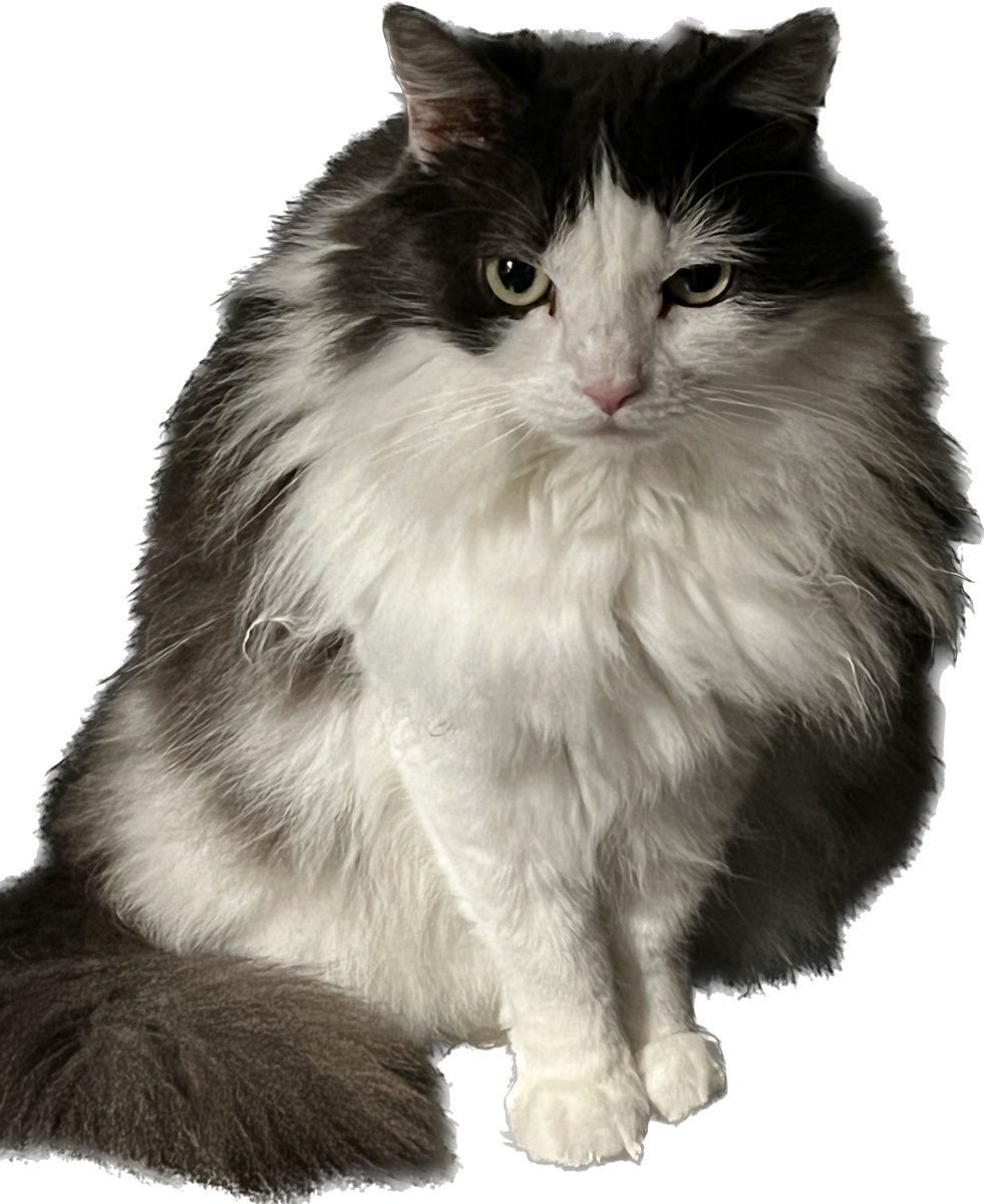 jillmaiolani's tweet photo. @nekomama1016 @cycronhurricane Same as my #fluff https://t.co/ZuaW9khjzv