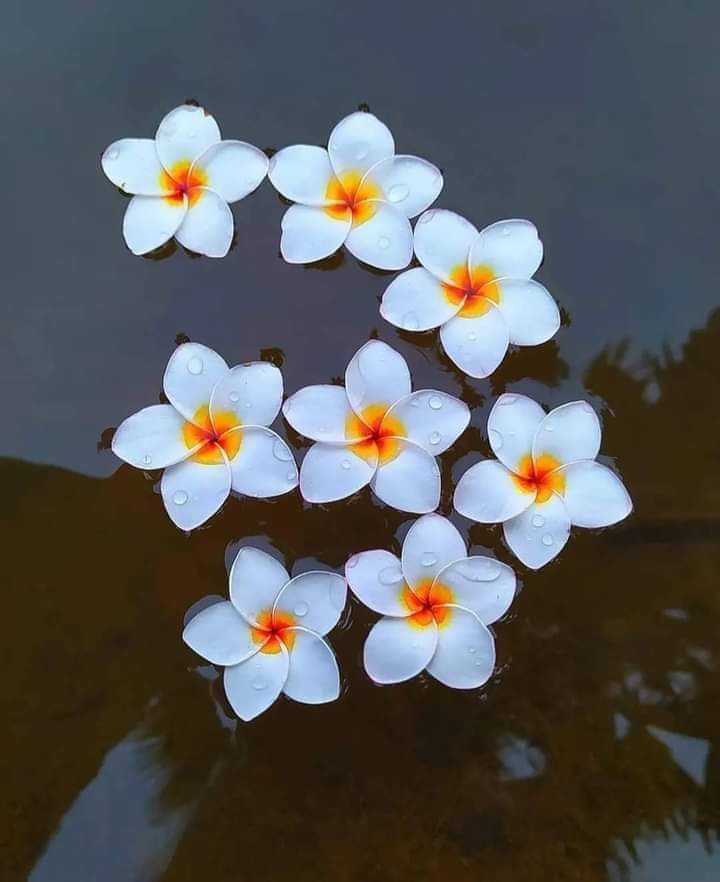 kim_tabassum's tweet photo. @thv95_thv I gave you the love of wood rose, ,,,🌼🌼🌼because I like you and the wood rose very much....😊🤗 https://t.co/ACgS9Qm7Zo