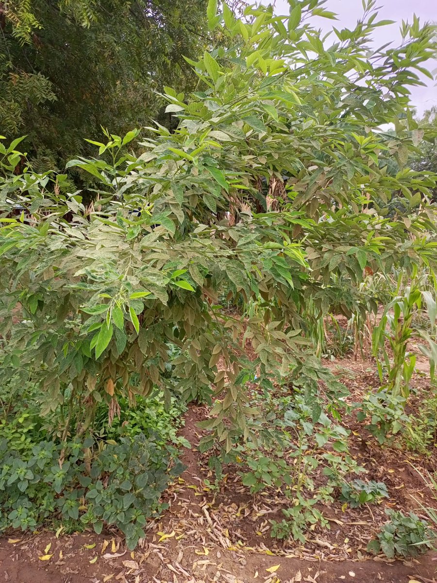 ABLI_Garissa's tweet photo. Dryland farming techniques in Dagahley demonstration farm, techniques like Mulching for water retention and soil fertility improvement, cover crops and intercropping to create biodiversity are demonstrated in the photos. https://t.co/gbimiPyCgw