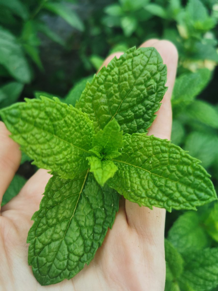 🌱This is the lovely Mentha Jack's Green, discovered in the garden of <a href="/SalisburyCath/">Salisbury Cathedral</a> in the 1970s by the then mason. Does anyone at Salisbury cathedral have any more information on Jack Green?, 🌱