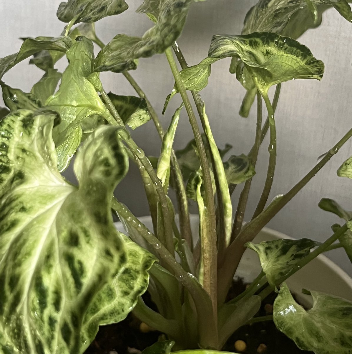 신엽 물고 있는 귀염둥이 싱고들을 소개합니다