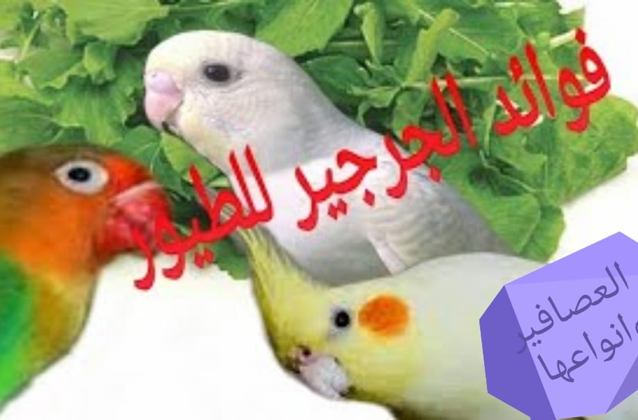 فوائد الجرجير المذهله للعصافير والطيور