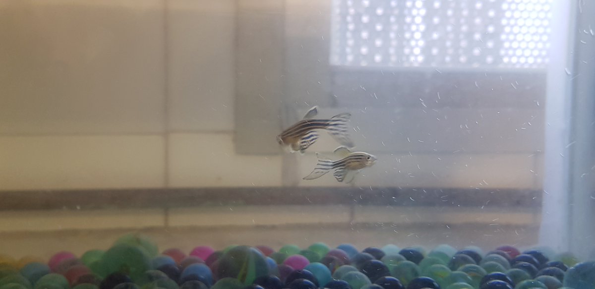 yemax1980's tweet photo. Ja han arribat els peixos zebra @InsThos per observar la reproducció amb l'alumnat de 4t d'ESO. https://t.co/z5wwaDgGeb