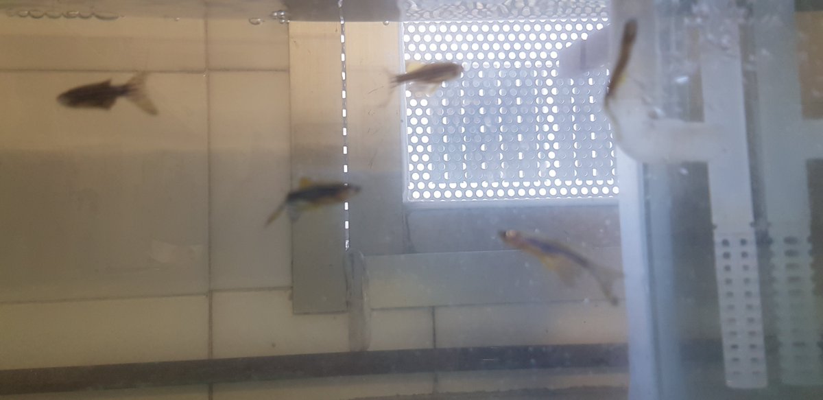 yemax1980's tweet photo. Ja han arribat els peixos zebra @InsThos per observar la reproducció amb l'alumnat de 4t d'ESO. https://t.co/z5wwaDgGeb