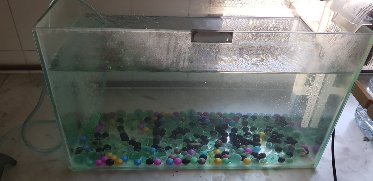 yemax1980's tweet photo. Ja han arribat els peixos zebra @InsThos per observar la reproducció amb l'alumnat de 4t d'ESO. https://t.co/z5wwaDgGeb