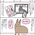 来年はうさぎ年!お迎えしたい人に知っておいて欲しい事!