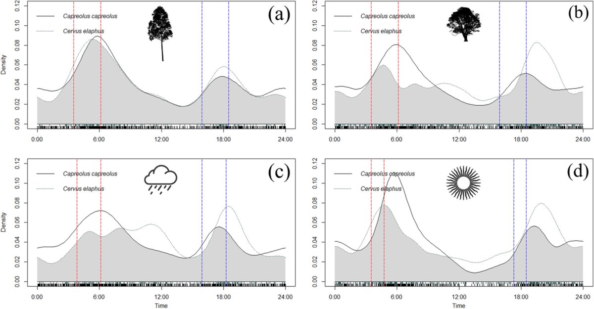 wildlife_unit's tweet photo. 📢 #NewUVSpublication "Eucalyptus plantations alter spatiotemporal relationships of wild ungulates" 🦌
Check out the full article here 👇
https://t.co/gpoJTfKxuJ
#uvs #wildliferesearchunit #WildForests #ungulates #reddeer #roedeer #deer #eucalyptus
@CESAM_Univ @CE3CResearch https://t.co/qAINXB5VBo