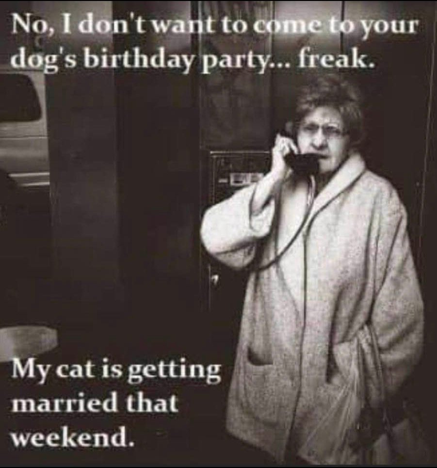 #CatsOnTwitter #dogsoftwitter