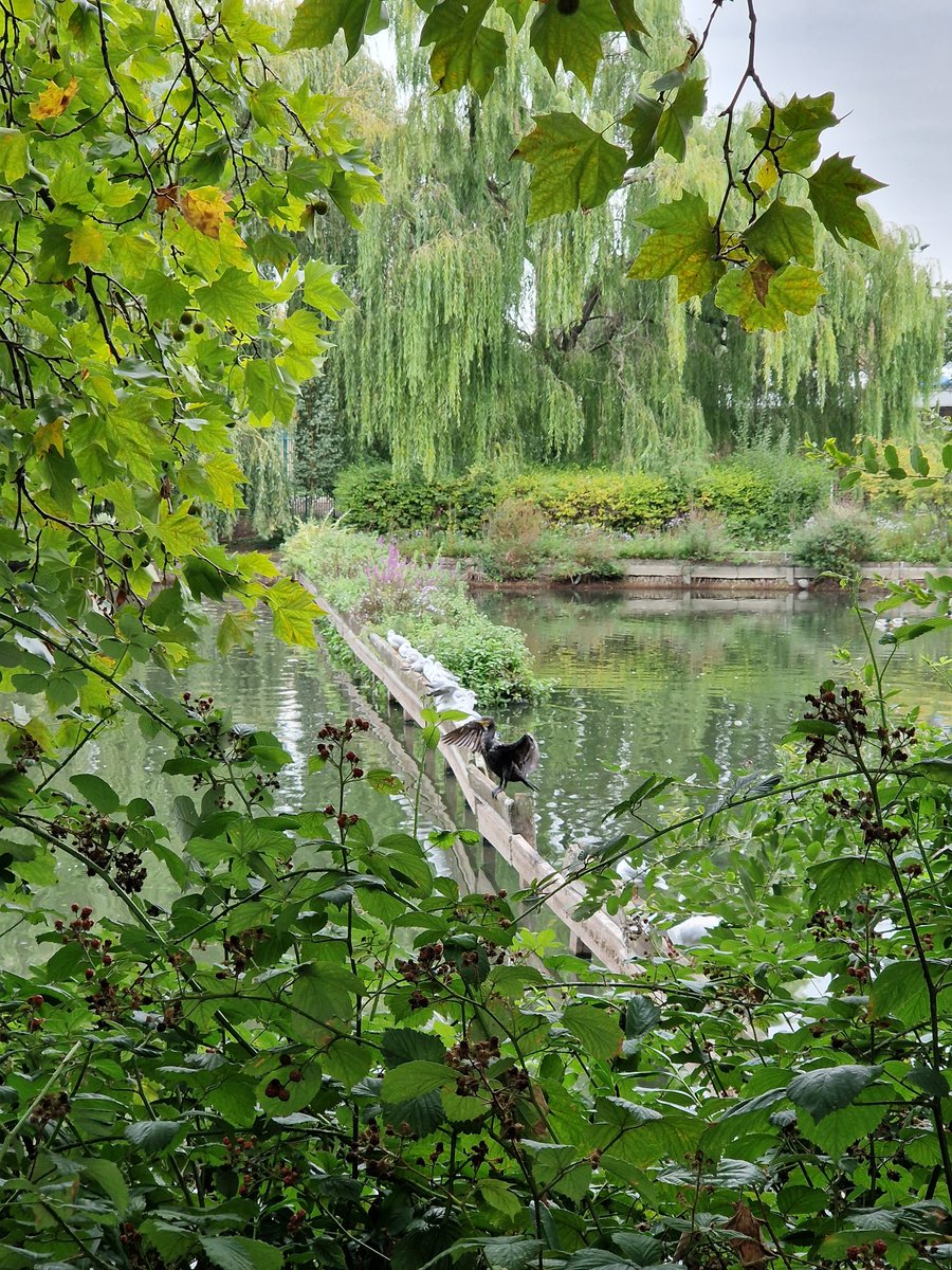 gerrievannoord's tweet image. #dailallowance, #dryingout, #cormorant, #canna, #hydrangea