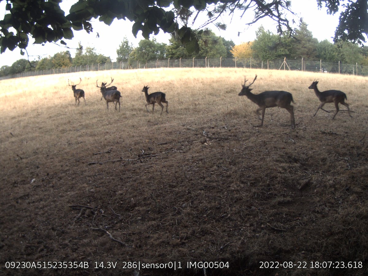 SamSeccombe's tweet image. The false negative images show that the metal triggered #InstantDetect2 camera triggers if an animal stands directly on top of the sensor, and empty images are experienced when lighting storms have been in the area, probably due to lightning strikes. 8/