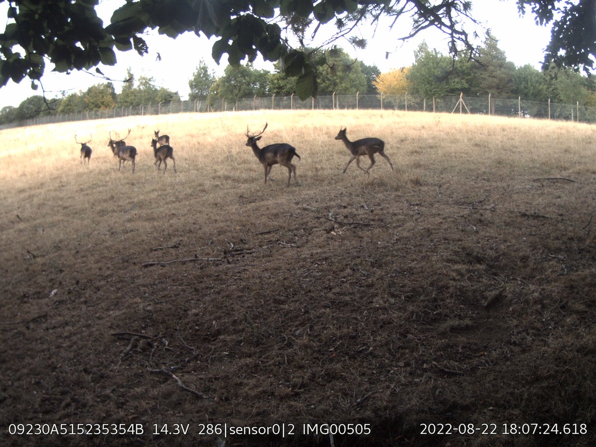 SamSeccombe's tweet image. The false negative images show that the metal triggered #InstantDetect2 camera triggers if an animal stands directly on top of the sensor, and empty images are experienced when lighting storms have been in the area, probably due to lightning strikes. 8/
