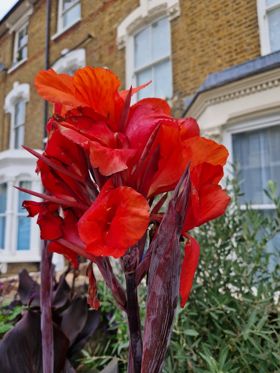 gerrievannoord's tweet image. #dailallowance, #dryingout, #cormorant, #canna, #hydrangea