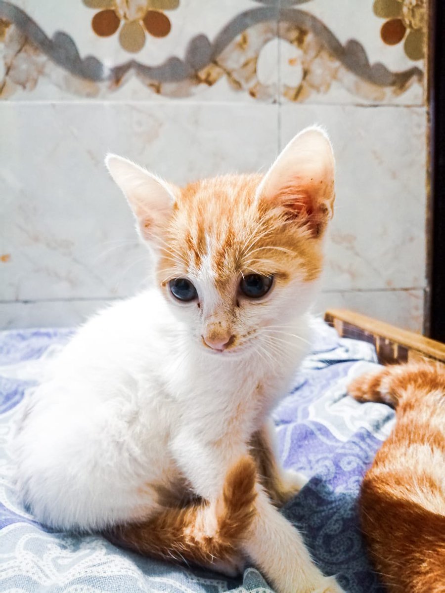 Abhishek Joshi π¨βπ»πΆ (@kaalicharan) on Twitter photo Urgent adoption π π±
One-month-old kitten for adoption in Okhla #Delhi #cats
To adopt her, kindly whatsApp 8860759301 π§ cat@dogwithblog.in
#AdoptDontShop
dogwithblog.in/latest-pet-adoβ¦
RT! Urgent adoption π π±
One-month-old kitten for adoption in Okhla #Delhi #cats
To adopt her, kindly whatsApp 8860759301 π§ cat@dogwithblog.in
#AdoptDontShop
dogwithblog.in/latest-pet-adoβ¦
RT!