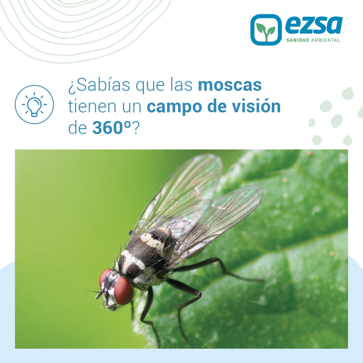EZSA_'s tweet photo. ¿Sabías que 💡 las moscas tienen un campo de visión de 360º 👀y sin moverse pueden ver en todas las direcciones?

 Al tener unos ojos compuestos con un ángulo de visión total, pueden ver venir el peligro desde cualquier lado, ¡por eso es tan difícil cazarlas!🪰

#controldeplagas https://t.co/p5Cx6NKbbf