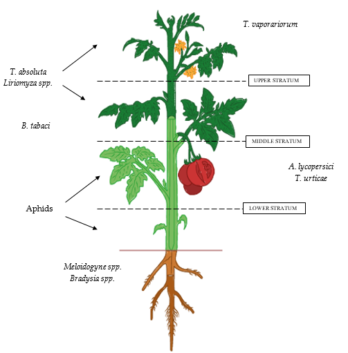 🍅Scouting, monitoring and biocontrol tools for pest and disease management in #tomato crops.

📥FREE DOWLOAD our guidelines on iGUESS-MED Webpage
- “Integrated #Pest Management Protocols”
- “Integrated Disease Manegement Protocols” 
iguessmed.com/copy-of-results
#iGUESSmed #PRIMA