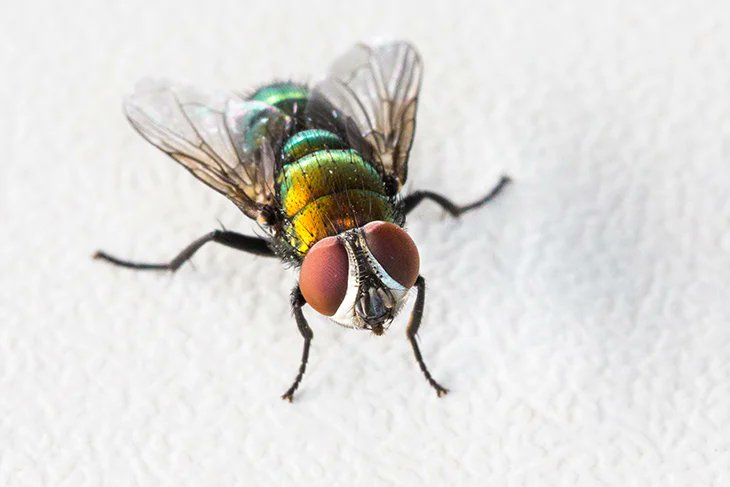 AWIExtensionNSW's tweet photo. 🪰🪰Flies are on the move!! 🪰🪰
Get prepared by attending a @woolinnovation SimpliFly workshop!
We have an upcoming workshop in CANOWINDRA on Thursday 6th October.
Register at: https://t.co/GuEvQWzbHI
#SIMPLIFLY https://t.co/6t4vyw2Emd