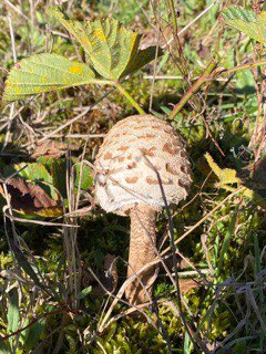 “Biodiversitet er på samme måde som kultur. Det er ikke nødvendigt - men det er ret fedt” <a href="/MortenDDHansen/">Morten DD</a>