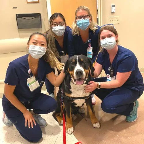 AbseconSchools's tweet photo. It was an exciting summer for Absecon Public Schools’ therapy dogs, Skye and Hope, who used their special skills to support the staff at @AtlantiCareNJ. Read more at https://t.co/YM2VzpsxRU  @AtlanticCoNJDOE @pet_partners #aaaip https://t.co/ske1NZS5OG