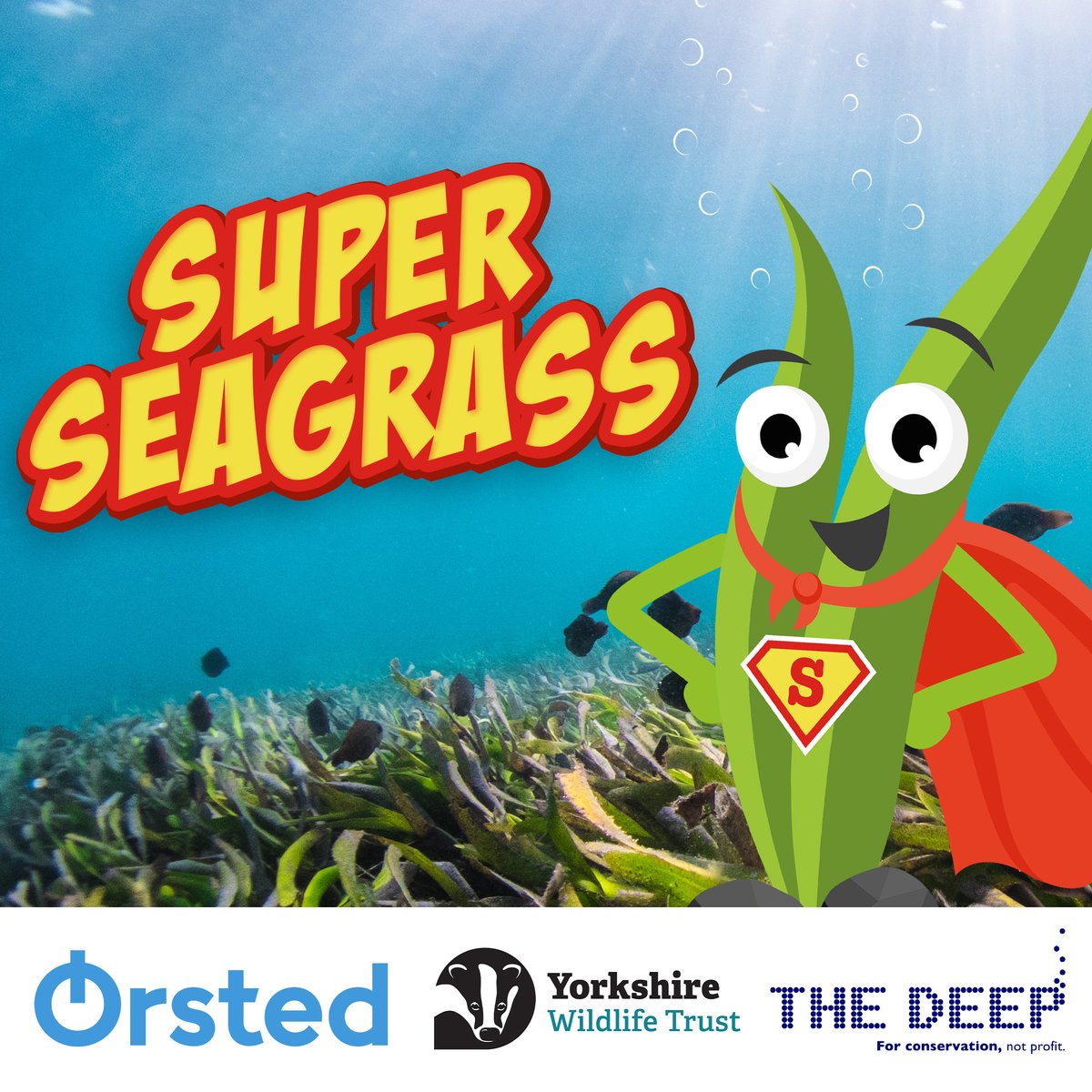 TheDeepHull's tweet photo. Join our crew and @YorksWildlife on the 24th & 25th September for a Super Seagrass weekend! 😀
Find out more and book here https://t.co/SzUw5Oyifw
#TheDeepHull #SeaGrass #Event #SuperSeaGrass #HullEvent #DaysOutHull #VisitHull https://t.co/BEyOVCkZdJ