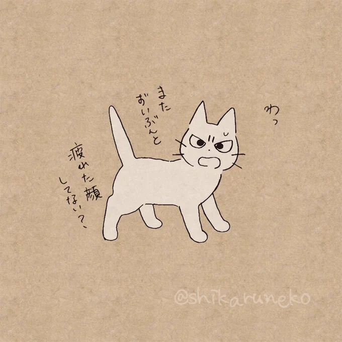 頑張りすぎてしまう人を叱ってくれる猫 