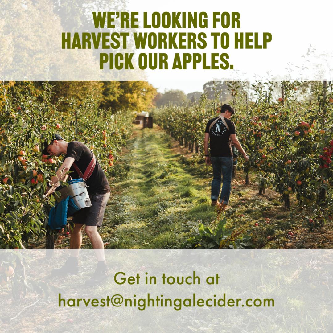 📣 We need YOU to help pick our apples! 📣

That's right, we're looking for harvest workers to help us pick this year's apples at our farm in Tenterden, Kent! They're ready to pick NOW, two weeks earlier than planned!🍎

We're looking for individuals who...

1/3