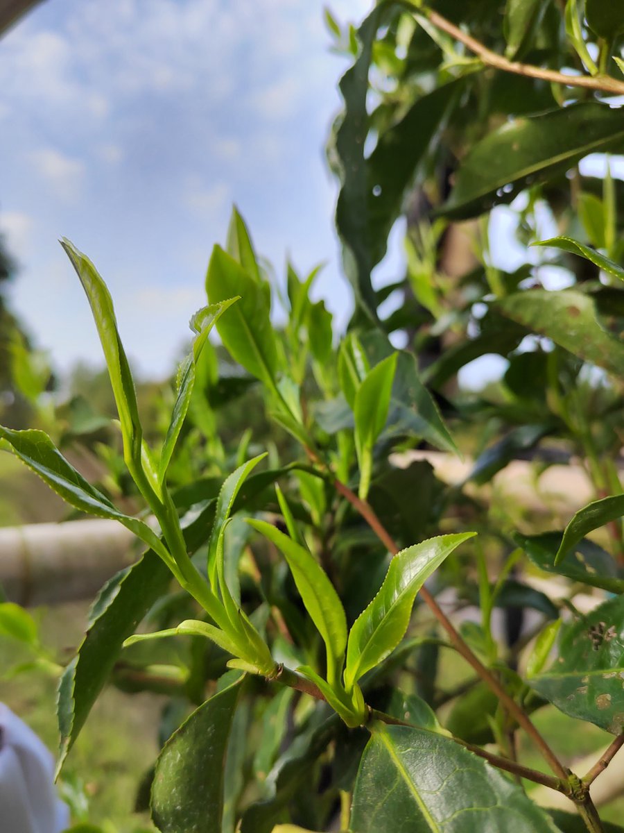 XFtea's tweet photo. In Xiangfeng ancient tea garden，108 old tea trees have been collected from all over the world, for teaching, research and cultivation. https://t.co/cxatn7nBrn