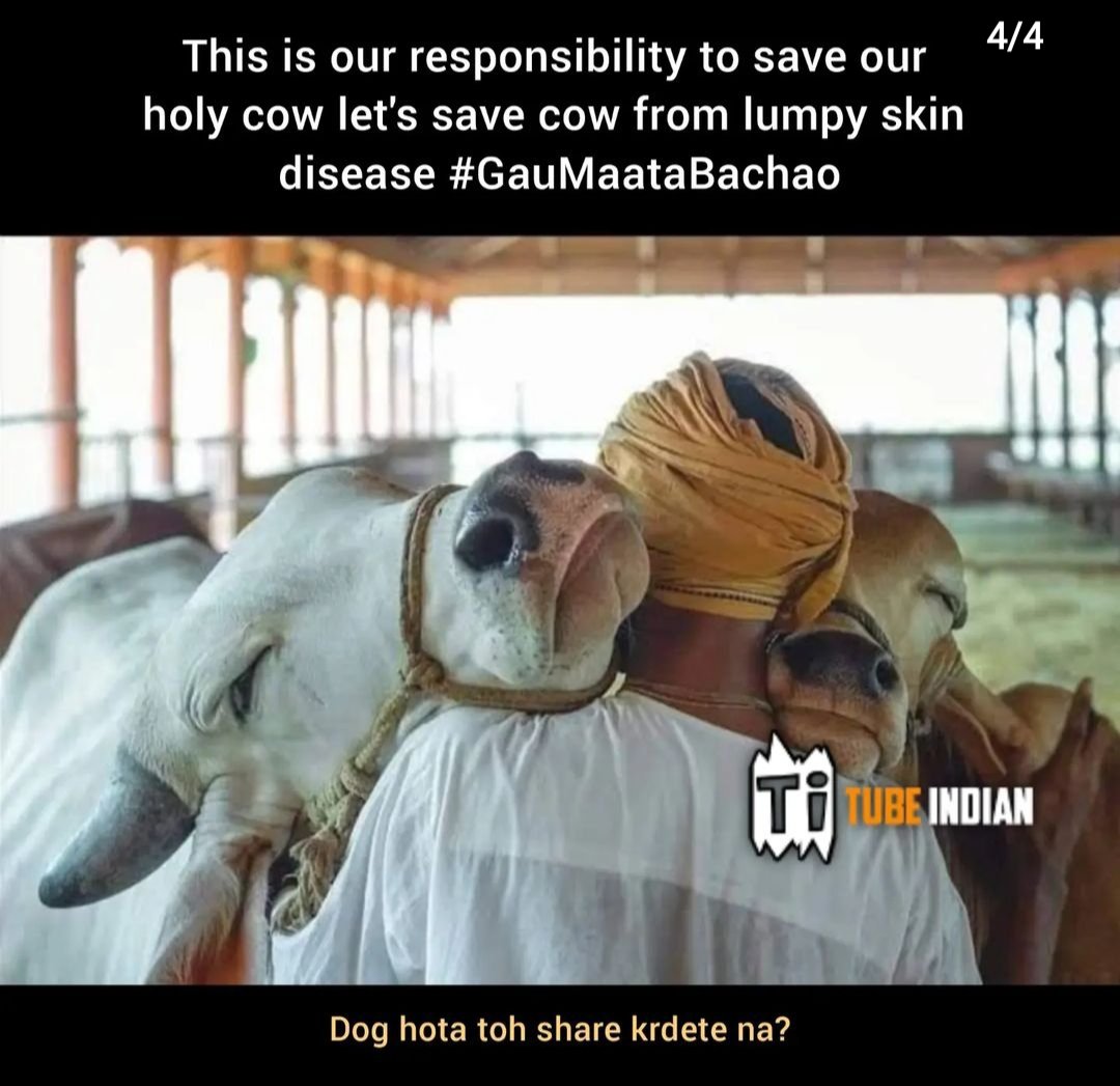 Msk95194958Msk's tweet photo. "Cow is like a mother for all those who are bachelors till the age of 25 years, a daughter for those who are 26 years old and a sister for those who are 48 years old." 
– Rugvēda 8-101

Government must act fast now! We demand to hasten the process of Vaccine.
#SaveCows @PMOIndia https://t.co/39uog4LvgG