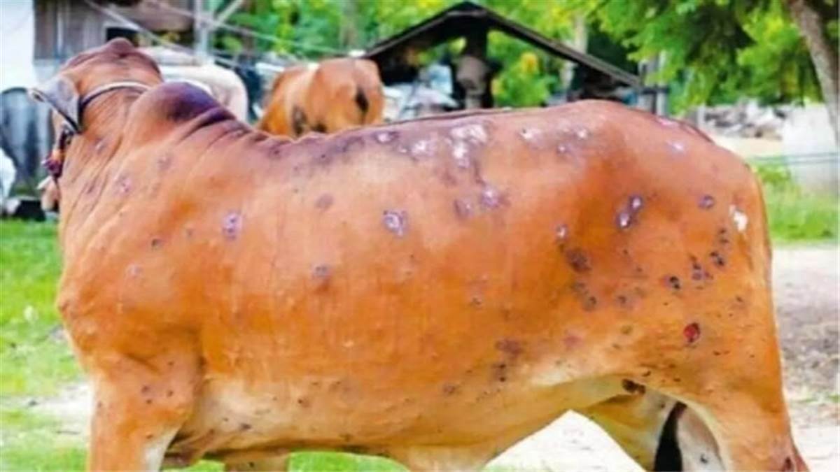 i_rahuljaiswal's tweet photo. Save cows, save yourself
#SaveCows https://t.co/1FgdMjdACa