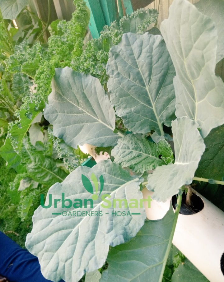 Urbansmartgarde's tweet photo. Have you always wanted a plentiful vegetable garden,or to grow veggies in your balcony or backyard to add fresh lettuce,herbs and spices to your salad,all fresh and safe to eat.
Reach out to us on 0729704164.
#balconygardener #backyardfarming #nutritivefeeding #eatfresh #GreenWal https://t.co/ftobJq61rl