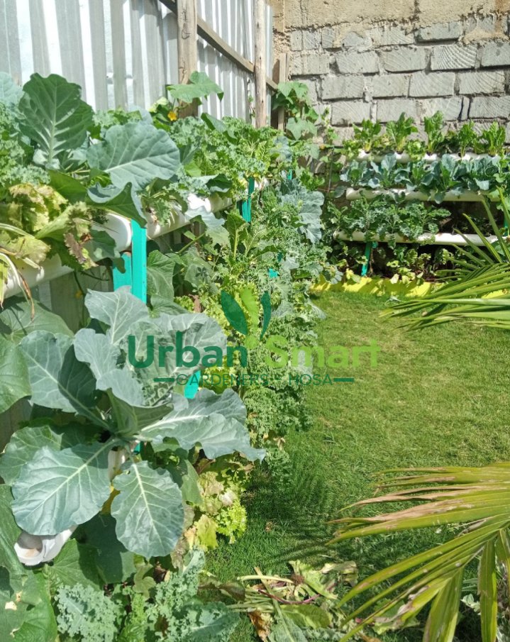 Urbansmartgarde's tweet photo. Have you always wanted a plentiful vegetable garden,or to grow veggies in your balcony or backyard to add fresh lettuce,herbs and spices to your salad,all fresh and safe to eat.
Reach out to us on 0729704164.
#balconygardener #backyardfarming #nutritivefeeding #eatfresh #GreenWal https://t.co/ftobJq61rl