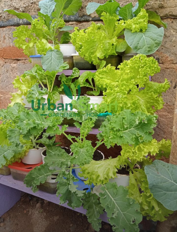 Urbansmartgarde's tweet photo. Have you always wanted a plentiful vegetable garden,or to grow veggies in your balcony or backyard to add fresh lettuce,herbs and spices to your salad,all fresh and safe to eat.
Reach out to us on 0729704164.
#balconygardener #backyardfarming #nutritivefeeding #eatfresh #GreenWal https://t.co/ftobJq61rl