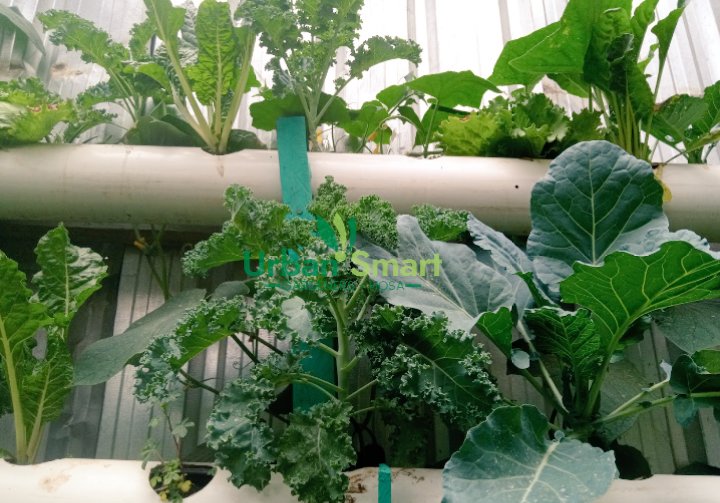 Urbansmartgarde's tweet photo. Have you always wanted a plentiful vegetable garden,or to grow veggies in your balcony or backyard to add fresh lettuce,herbs and spices to your salad,all fresh and safe to eat.
Reach out to us on 0729704164.
#balconygardener #backyardfarming #nutritivefeeding #eatfresh #GreenWal https://t.co/ftobJq61rl