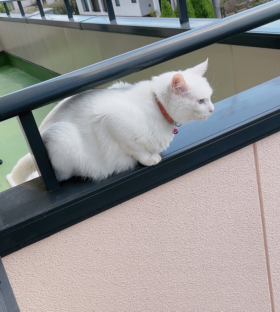 usagiya11's tweet photo. 最近お気に入りの警備場所😼

#しろねこ
#保護猫
#ねこのいる暮らし
#ねこのいる事務所
#落ちるかもしれないし
#落ちないかもしれない https://t.co/KnBovgAI9P