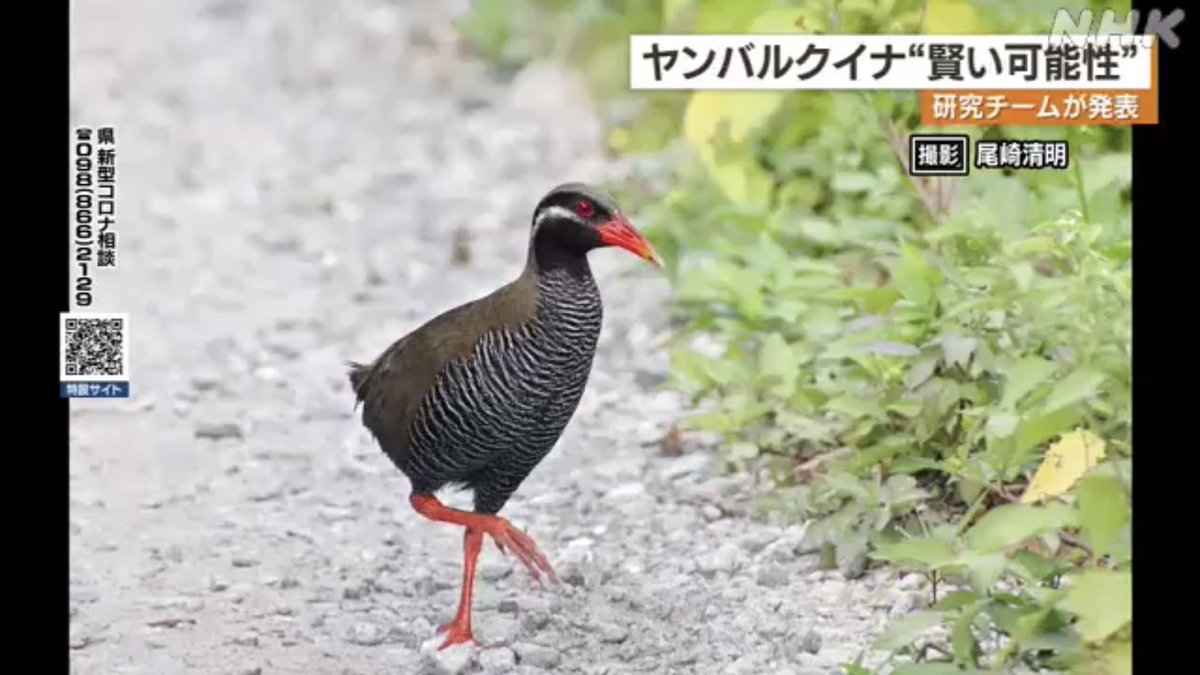 ヤンバルクイナ 賢い可能性 というニュースに内容としては間違っていないけどヤンバルクイナに失礼なのではないか Togetter