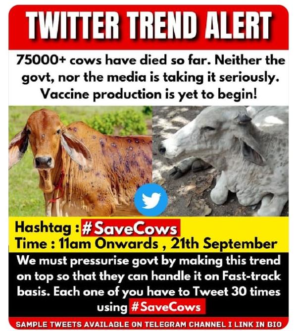 ashuRJ2's tweet photo. Why are cows are dying oftenly why govt is not doing anything we want justice for these cows 
#lumpivirus
#SaveCow 
#SaveCows 
@ANI 
@PMOIndia @AyushmanNHA @JPNadda @myogiadityanath https://t.co/91vp9OochJ