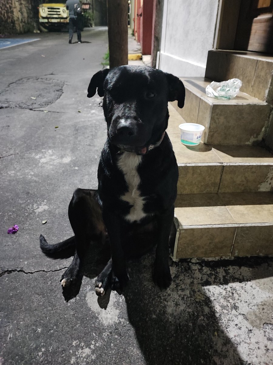 grabi25_'s tweet photo. #RT #Encontrado 20/Sep/22 en Col. Tizapán, San Ángel #ÁlvaroObregón #CDMX Macho, sin collar y sin placa.
Urge encontrar a sus dueños o un hogar temporal. @PrrosPerdidosMX @MascotasSismo 
@VecinosTizapan @UribeMerle @PerdiDogsMx @PpEncontradosMx @perrososmx @perros https://t.co/uQRHsEVFnD