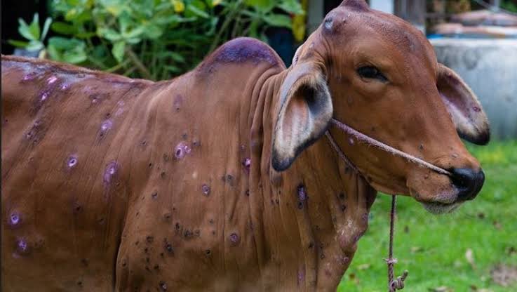 Keerthi_reddy_R's tweet photo. Deadly Lumpy skin Disease outbreak: 85,000+ cattles have died across India, lakhs still infected but it looks like, no one really Cares

Every Indian has turned blind eye. Dear GOI please take quick steps for vaccine production to #SaveCows https://t.co/hIc9FMUf8a