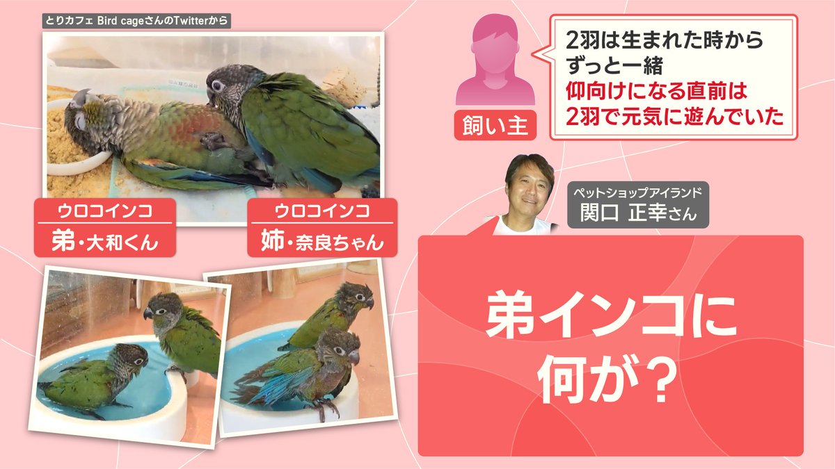 仰向けで寝ていたのは、ウロコインコのオス『大和くん』、心配そうにし
