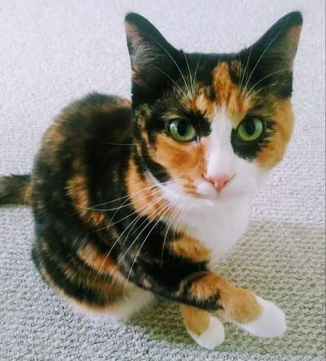 ibahagg's tweet photo. Miss Paisley Park I just joined the #KittyKrew! Learn more &amp; join today! #ad https://t.co/FeRtMNwC6c https://t.co/SX2nO3ftWJ