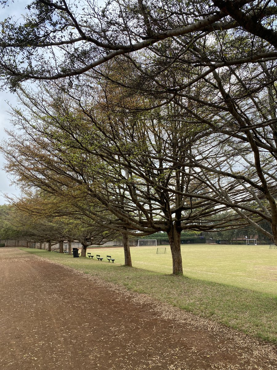 MumbaMusondam's tweet photo. The JOY π€© of starting my day on the running ππΎββοΈ track! Itβs been a drought year and trees are telling a story too. #MovementIsEverything #HopingForRain π§ https://t.co/c82G7W8PFE
