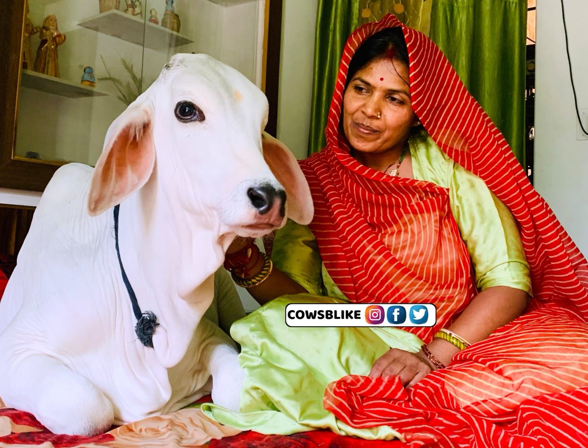 cowsblike's tweet photo. The one who raised us from a small kid to a strong Human is in danger now, now it's time to raise our voice for the voiceless. #SaveCows https://t.co/55HtnSV5Qp