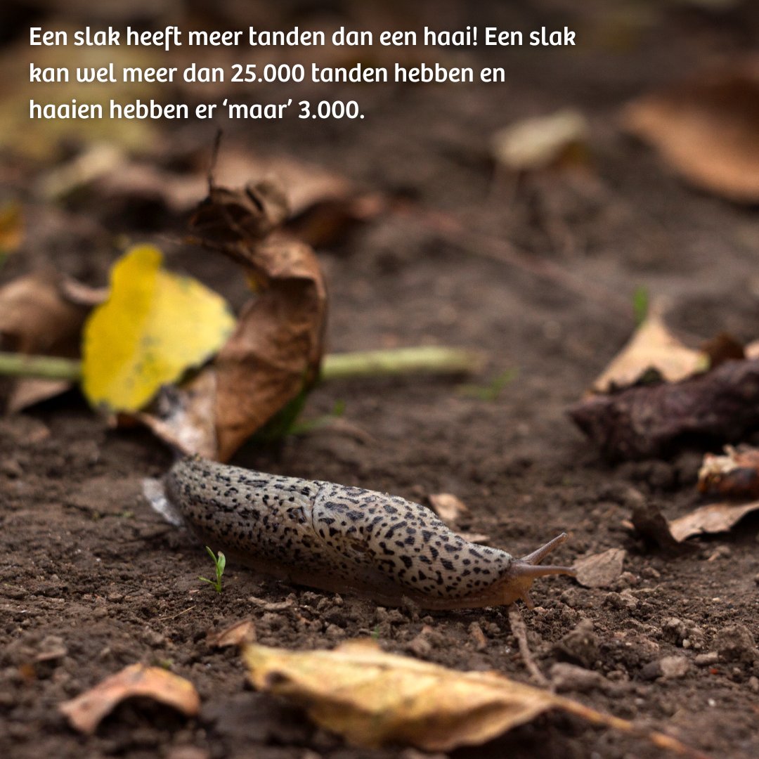 IVNNederland's tweet photo. Van 23 sept. t/m 5 okt. zijn de #Bodemdierendagen. Tijd om kennis te maken met onze onderburen. Wist jij dat 25% van de #biodiversiteit onder de grond leeft? De meeste bodemdieren zijn klein, maar doen grootse dingen voor de natuur. Meer informatie: https://t.co/AeKdHY1lQu https://t.co/AlUQlC2wpr