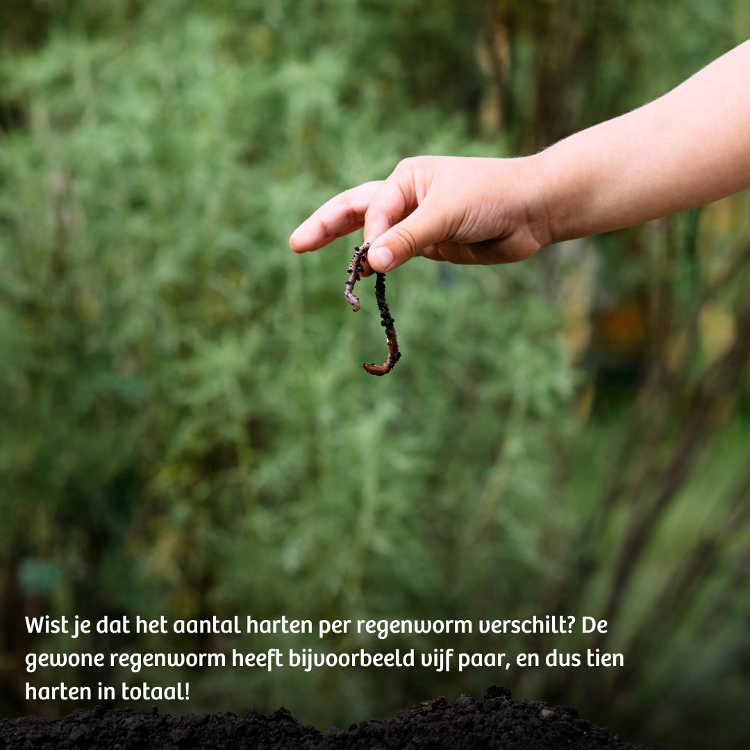 Van 23 sept. t/m 5 okt. zijn de #Bodemdierendagen. Tijd om kennis te maken met onze onderburen. Wist jij dat 25% van de #biodiversiteit onder de grond leeft? De meeste bodemdieren zijn klein, maar doen grootse dingen voor de natuur. Meer informatie: bit.ly/3xD7gst