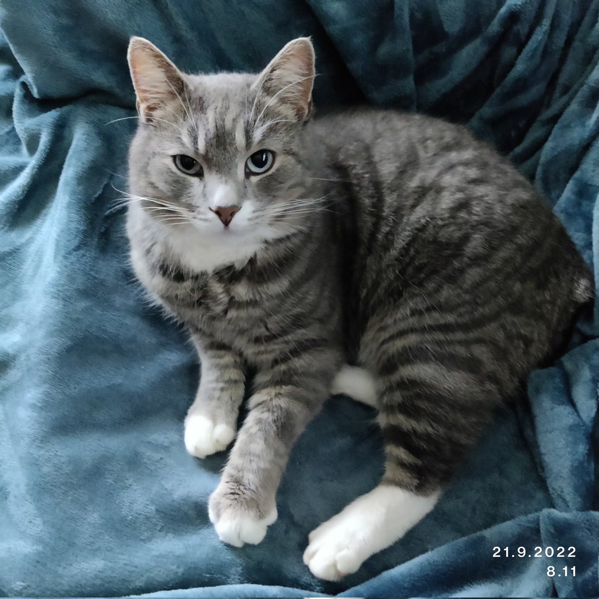rintala_sirpa's tweet photo. Tänään on Pätkä pullukkapoika Möttösen syntymäpäivä
6vuotta riiviömäistä elämää
#pätkämöttönen
#CatsOfTwitter
#instakissa https://t.co/ZUK8KlfXHE
