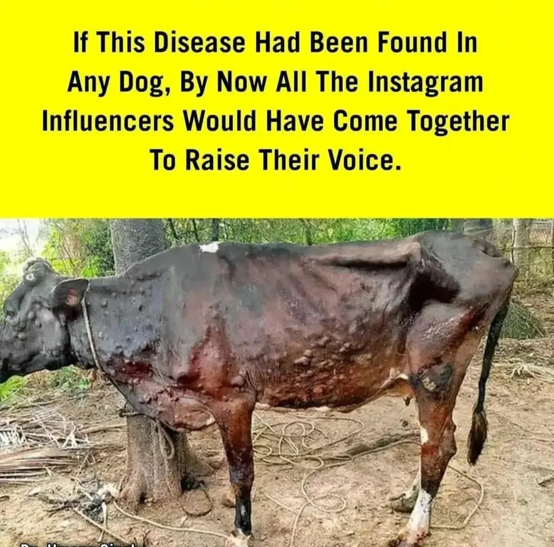 Devendrarajsin1's tweet photo. #SaveCows 
#savecowsaveearth
#गौमाता_को_लम्पी_से_बचाओ 
#गौ_माता_को_बचाओं https://t.co/9Wq056RVrn