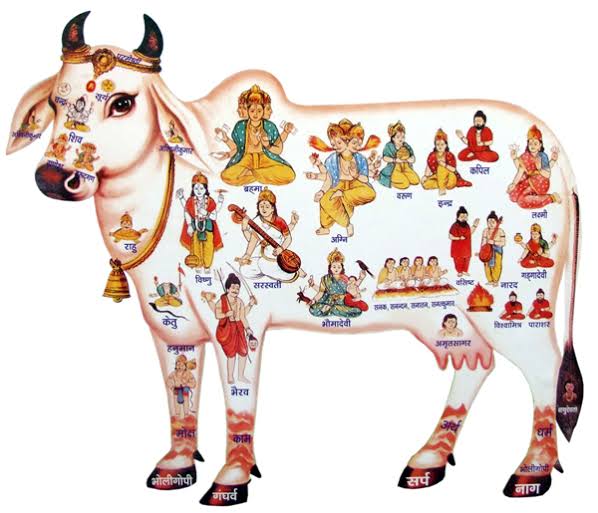 AdvAshutoshBJP's tweet photo. Let's raise a voice and pray together for our beloved Gau Mata! #SaveCows 🙏 https://t.co/cWeON53Vz7